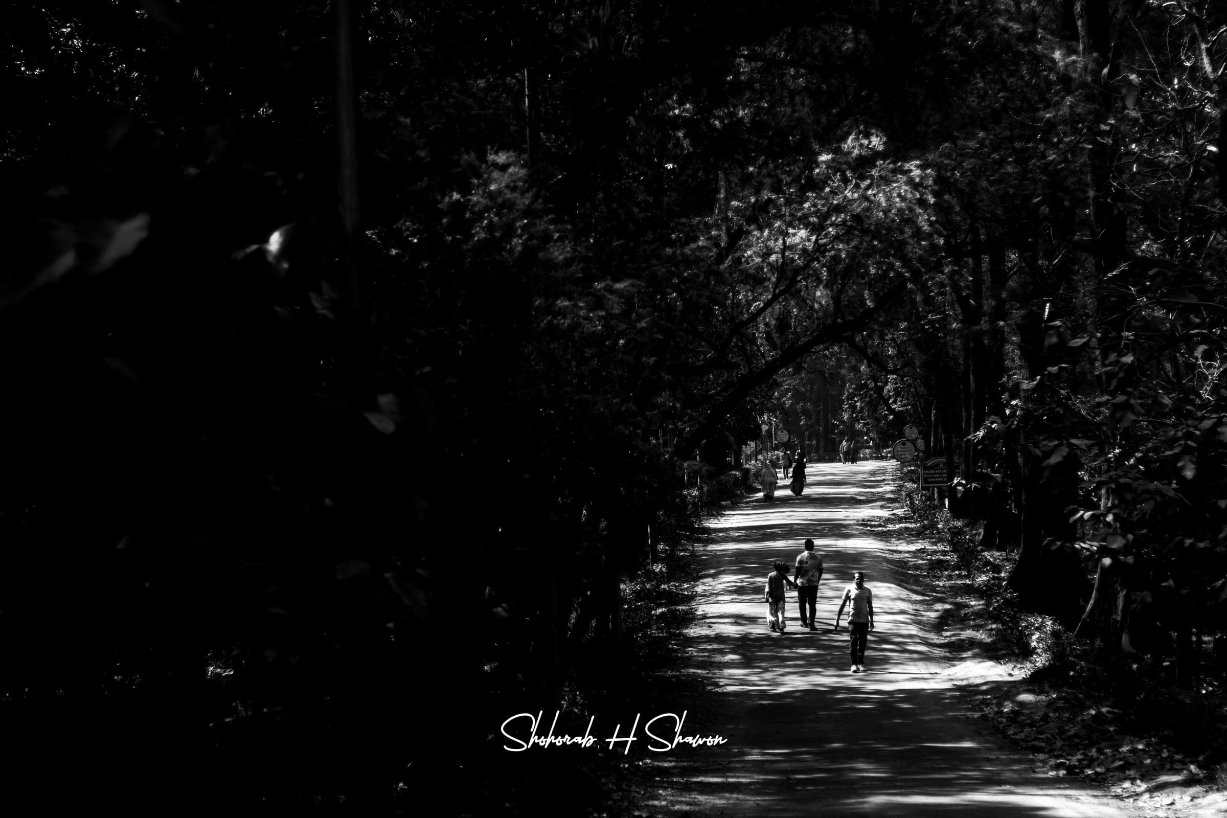 Path of Whispering Shadows