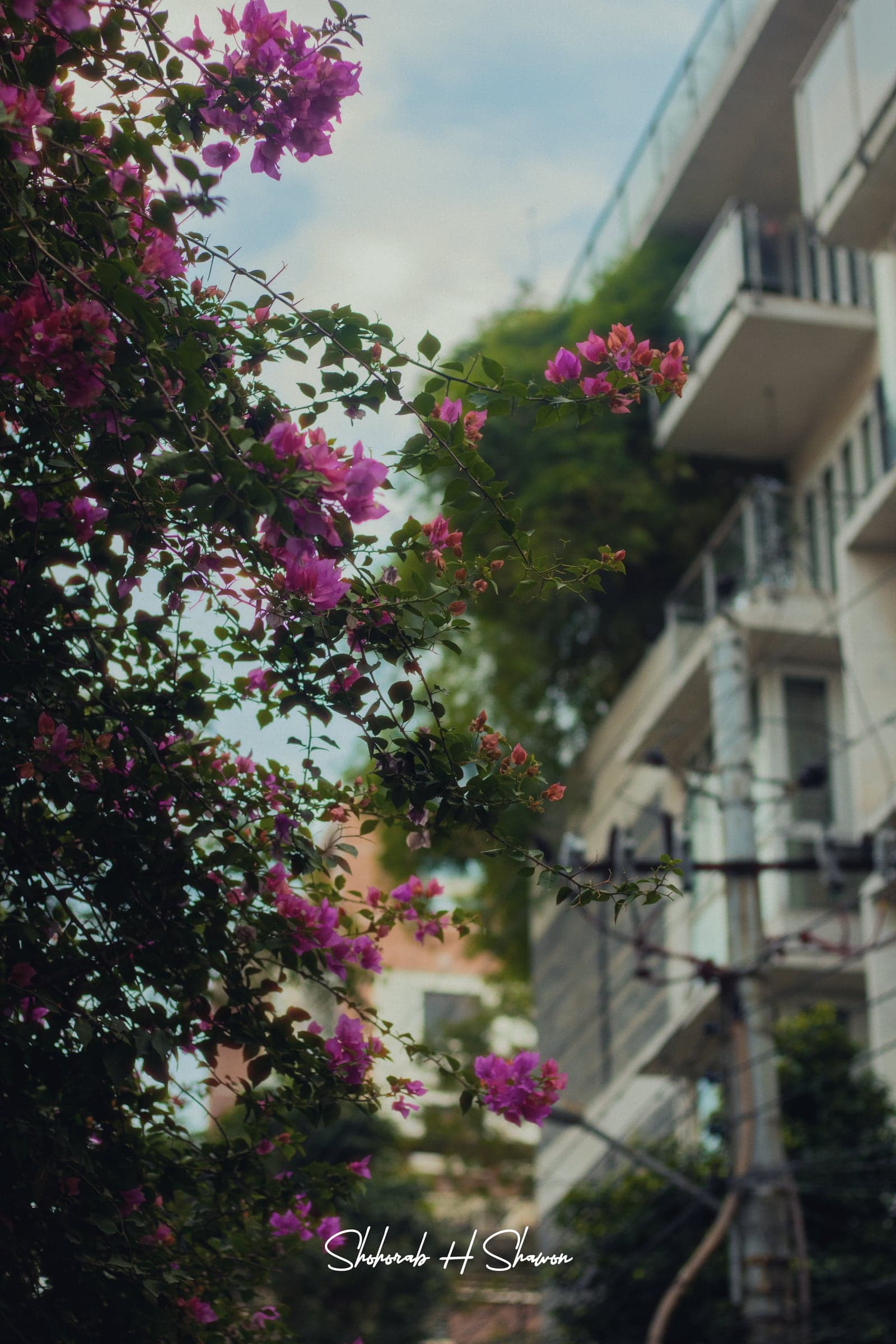 Urban Bougainvillea