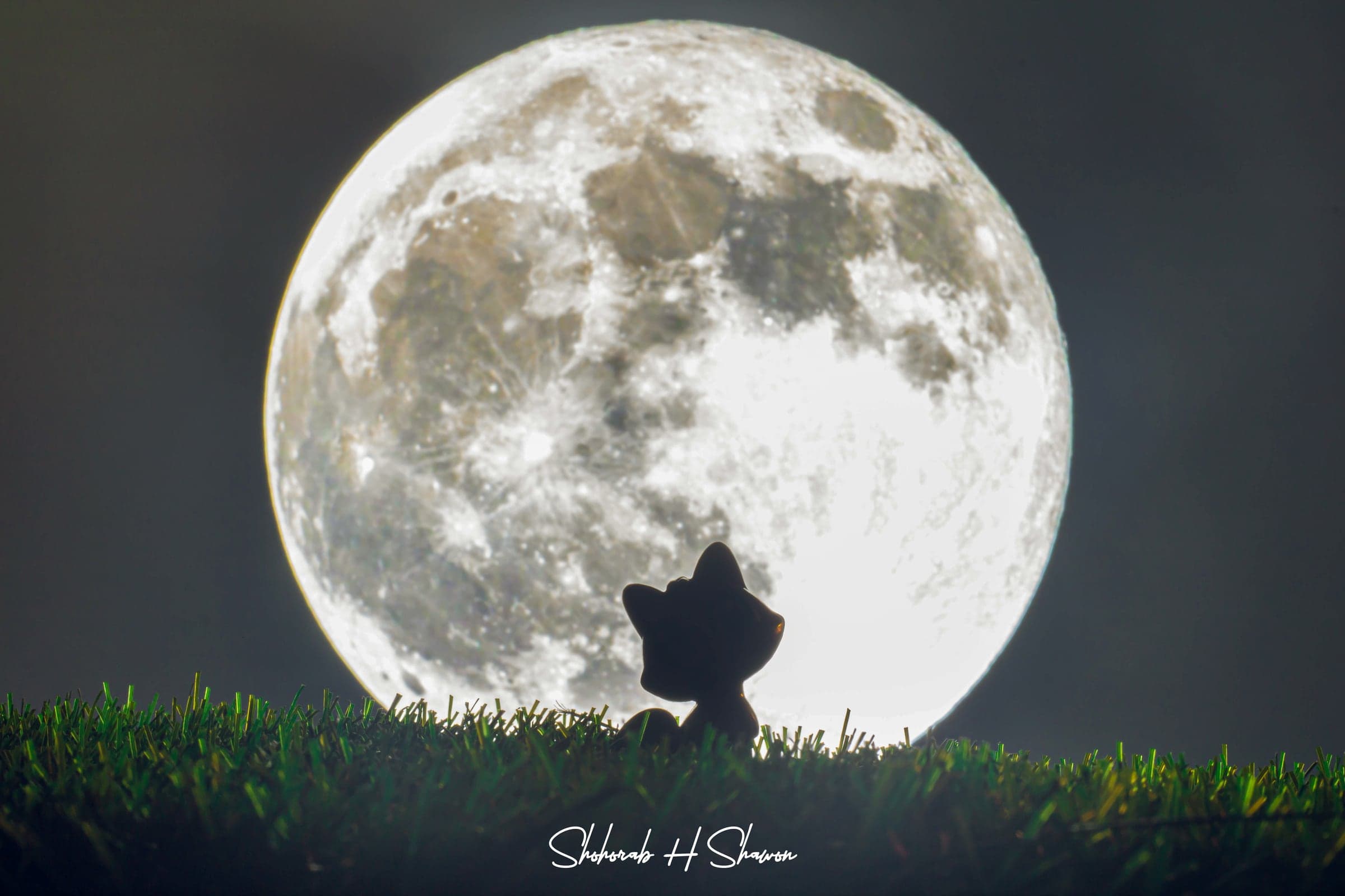 Cat Silhouette Against the Full Moon